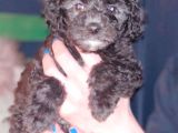 Mini Toy Poodle