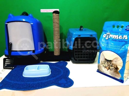 En Kali̇teli̇ Safkan Scottish Fold görsel