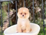 Sevi̇mli̇ Pomerani̇an Boo Yavrulari