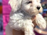 Anne Altından Maltese Terrier Yavrularımız