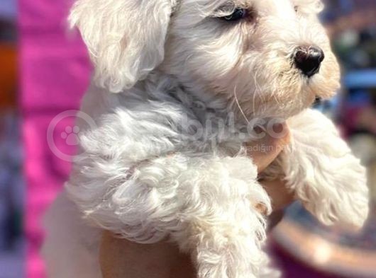 Anne Altından Maltese Terrier Yavrularımız