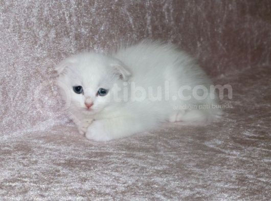 Efsane Scotti̇sh Fold Kar Beyazi Kizimiz Nokta Leke Yok görsel