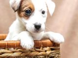 Jack Russel Bebekler
