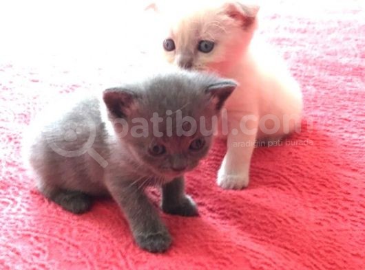 En Kali̇teli̇ Safkan Scottish Fold görsel