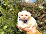 Sevi̇mli̇ Malti̇po