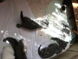 En Kali̇teli̇ Safkan Scottish Fold