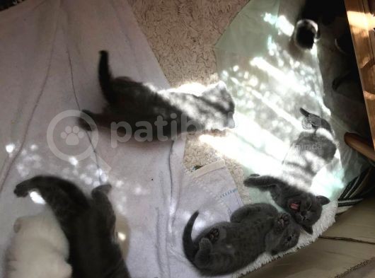 En Kali̇teli̇ Safkan Scottish Fold görsel