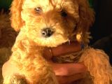 Mini Toy Poodle