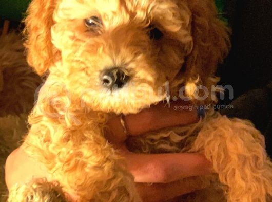 Mini Toy Poodle