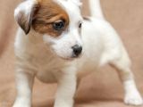 Jack Russel Bebekler