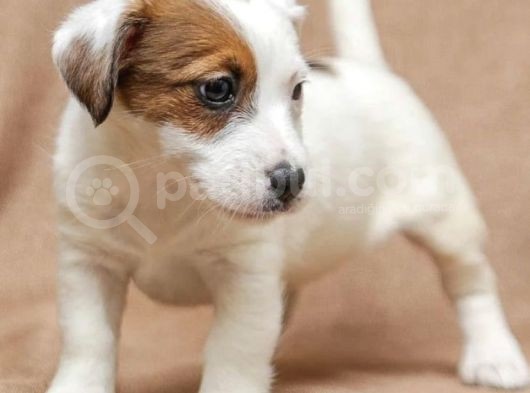 Jack Russel Bebekler görsel