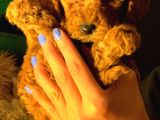 Mini Toy Poodle