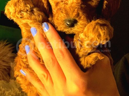 Mini Toy Poodle görsel