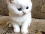 Bri̇ti̇sh Yavru Yuva Ariyor
