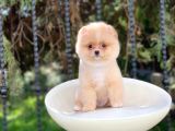 Sevi̇mli̇ Pomerani̇an Boo Yavrulari