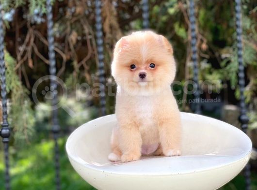Sevi̇mli̇ Pomerani̇an Boo Yavrulari görsel