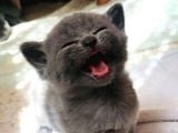 En Kali̇teli̇ Safkan Scottish Fold
