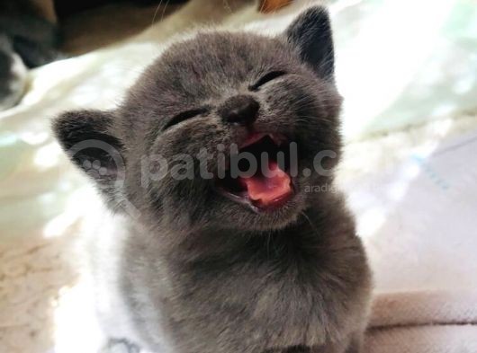 En Kali̇teli̇ Safkan Scottish Fold
