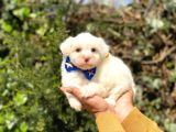 Sevi̇mli̇ Malti̇po