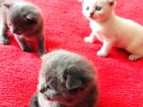 En Kali̇teli̇ Safkan Scottish Fold