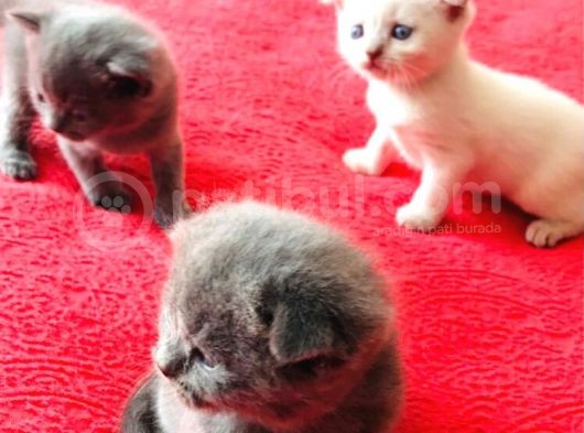 En Kali̇teli̇ Safkan Scottish Fold görsel