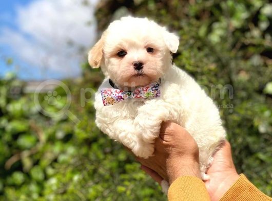 Sevi̇mli̇ Malti̇po Yavrulari görsel