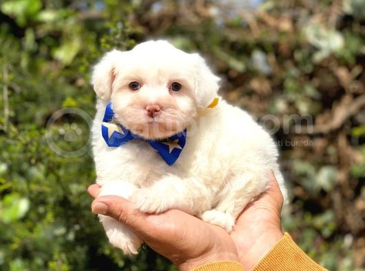Sevi̇mli̇ Malti̇po görsel