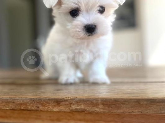 Maltipoo Yavru görsel