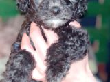 Mini Toy Poodle