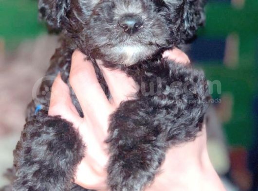 Mini Toy Poodle görsel