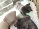 En Kali̇teli̇ Safkan Scottish Fold