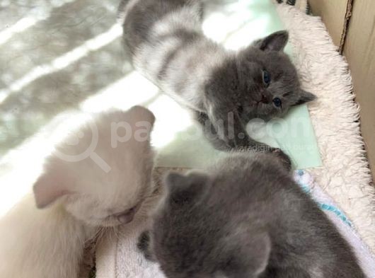 En Kali̇teli̇ Safkan Scottish Fold görsel