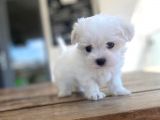Maltipoo Yavru