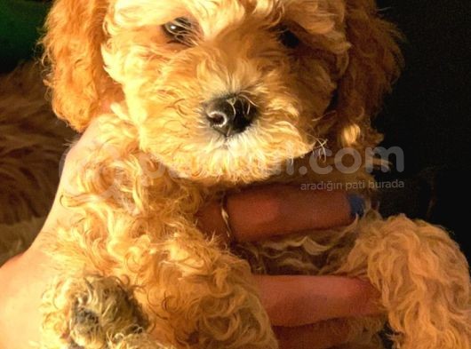 Mini Toy Poodle görsel