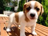 Jack Russel Bebekler