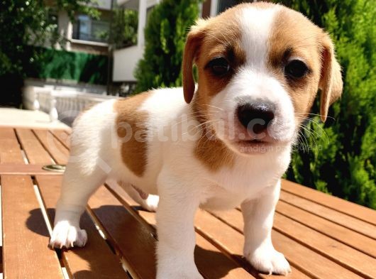 Jack Russel Bebekler görsel