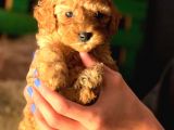 Mini Toy Poodle