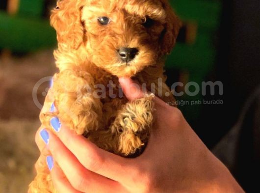 Mini Toy Poodle görsel