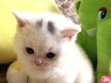 Bri̇ti̇sh Yavru Yuva Ariyor