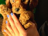 Mini Toy Poodle