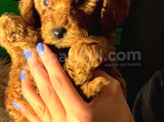 Mini Toy Poodle görsel