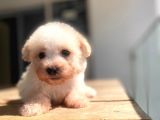 Maltipoo Yavru
