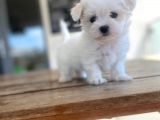 Maltipoo Yavru