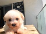 Maltipoo Yavru