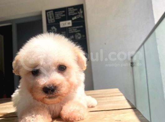 Maltipoo Yavru görsel