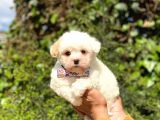 Sevi̇mli̇ Malti̇po Yavrulari