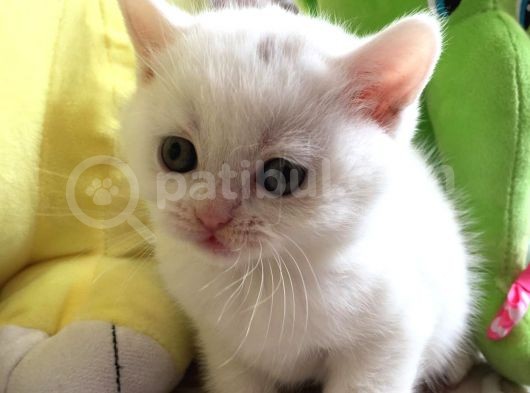 Bri̇ti̇sh Yavrumuz Yuva Ariyor görsel