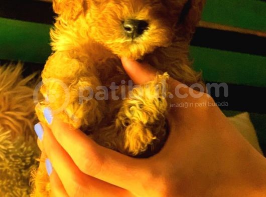 Mini Toy Poodle görsel