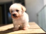 Maltipoo Yavru