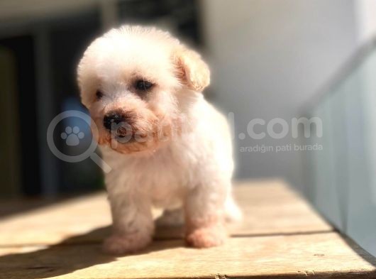 Maltipoo Yavru görsel